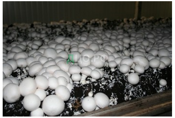 Курсовая работа по теме Технология выращивания грибов